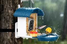 smart bird feeder