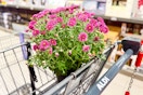 aldi-fall-mums