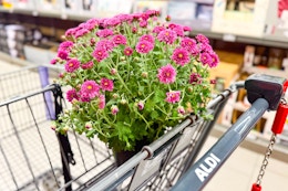 aldi-fall-mums