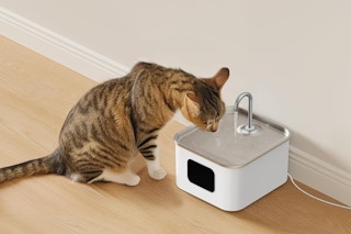 a cat drinking from a water fountain