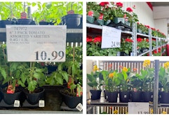 Costco Spring Plant Deals: 3-Pack Tomato for $11 vs. Lowe’s 2-Pack for $12 card image
