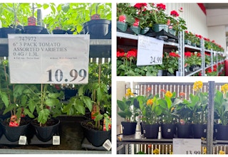 costco-spring-flowers-and-plants