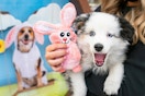 Someone holding their dog with a bunny toy in a PetSmart store