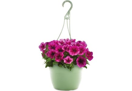 2 Hanging Baskets