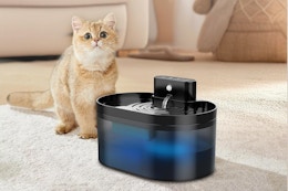 Wireless Cat Water Fountain, Only $11 on Amazon card image