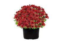 Expert Gardener Red Mum