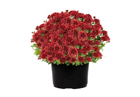 Expert Gardener Red Mum