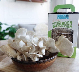 mushroom kit