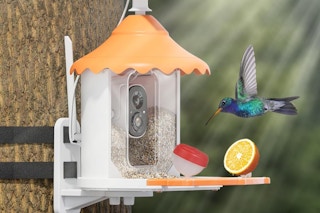 bird flying towards the bird feeder