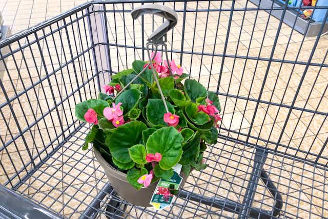 The 10-Inch Hanging Baskets Are Back at Aldi for Just $8.99 Each card image