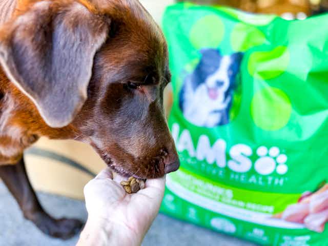 Amazon Pet Day Offer: $14 Off Iams Dog Food card image