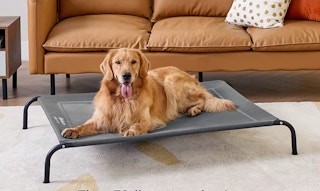 elevated dog bed