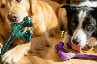 two dogs chewing on toys