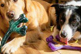 two dogs chewing on toys
