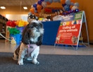 a dog at the petsmart birthday bash 