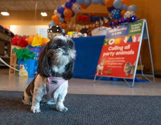 a dog at the petsmart birthday bash 