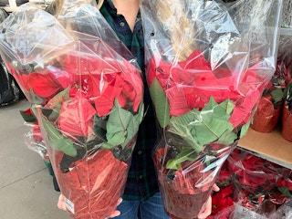 a person holding two poinsettias in home depot