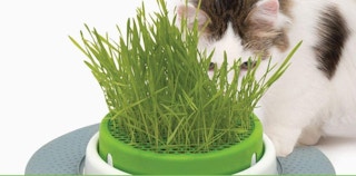 cat grass planter with a cat