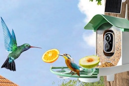 a bird feeder on a tree