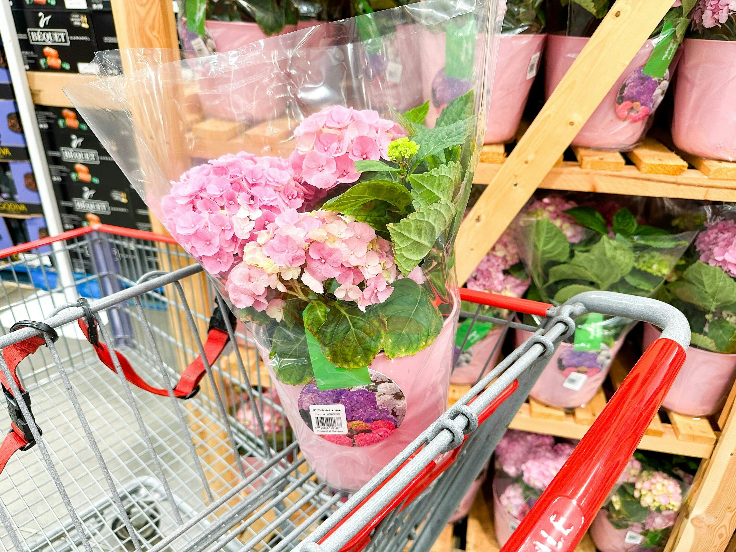 Valentine's Day Pink Hydrangea