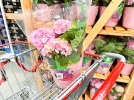 Valentine's Day Pink Hydrangea