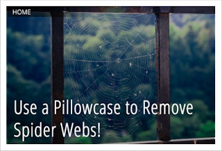 spider webs