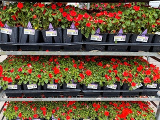 annuals flowers lowes 2022 3 1649260761 1649260761