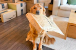 amazon-pet-day-26-14