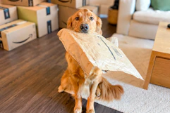 amazon-pet-day-26-14