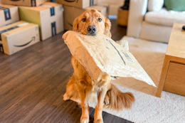 amazon-pet-day-26-14