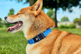 ollie fi smart dog collar