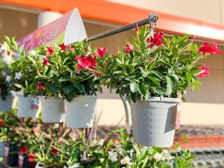 home depot rio hanging baskets d 2021 1620481042 1620481042