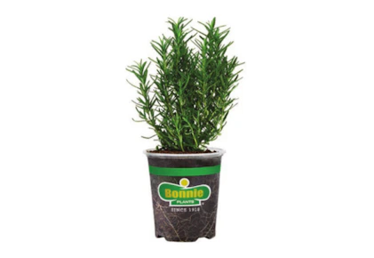 3 Bonnie Plants