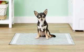 A chihuahua puppy sitting on a puppy training pad.