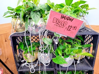 trader-joes-disco-planter-1