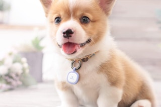 a puppy with a dog tag