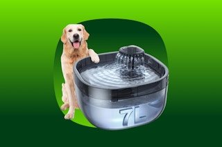A dog stands next to a very large water fountain, a clear blue bowl that holds 7 liters and has streams flowing in the corner