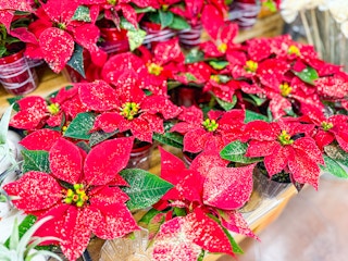 trader-joes-glitter-poinsettia-1