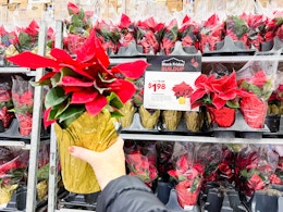 Score $1.98 Poinsettias at Lowe's (Black Friday Deal) card image