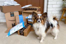 amazon-pet-day-26-6