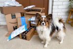 amazon-pet-day-26-6