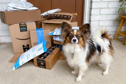 amazon-pet-day-26-6