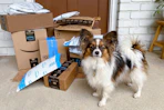 amazon-pet-day-26-6
