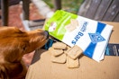 dog sniffing Blue Buffalo Health Bars