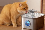 Stainless Steel Cat Water Fountain