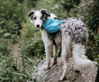 a dog wear a blue dog backpack