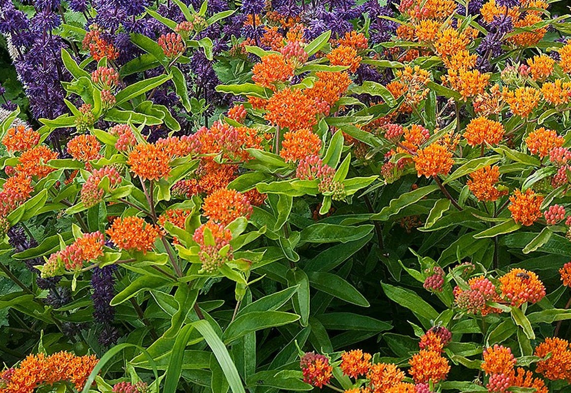 Roberta's Butterfly Bouquet Set