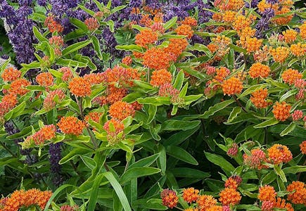 Roberta's Butterfly Bouquet Set