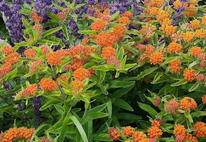 Roberta's Butterfly Bouquet Set