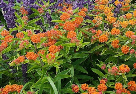 Roberta's Butterfly Bouquet Set